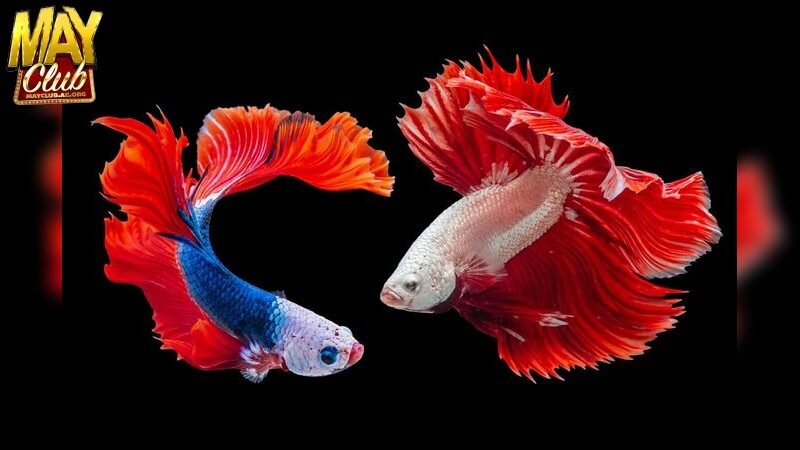 Áp Dụng Chiến Lược Chơi Hiệu Quả Tại Cổng Game Giải Trí