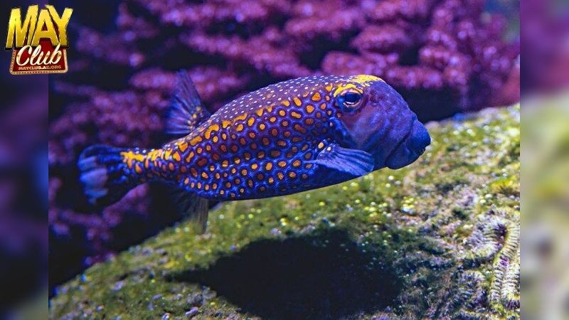 Cách Tối Ưu Khi Sử Dụng Nền Tảng Game Casino