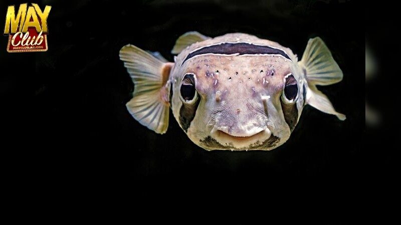 Lợi ích của bắn cá 3D đồ họa đẹp