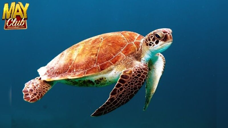 Lợi Ích Khi Tham Gia Bắn Cá Đổi Thưởng Nạp Momo