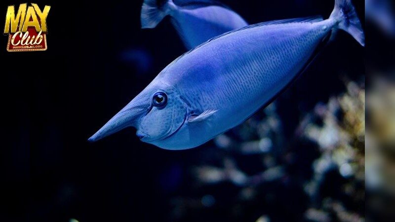 Những Tiêu Chí Đánh Giá Top Game Bắn Cá Uy Tín